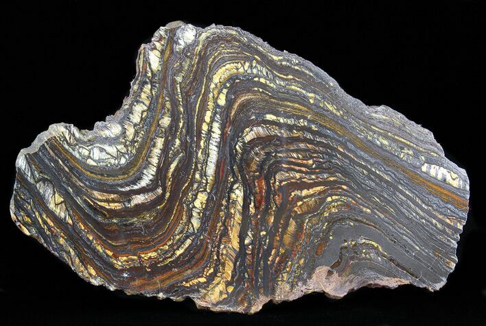 Polished Tiger Iron Stromatolite - ( Billion Years) #40454